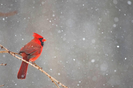 "Cardinal" Flexible Fridge Magnet, including the marker