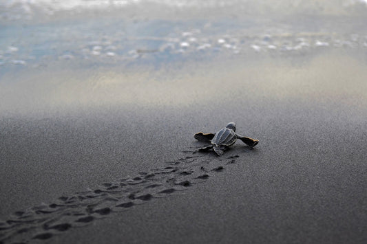 "Baby Turtle" Flexible Fridge Magnet, including the marker