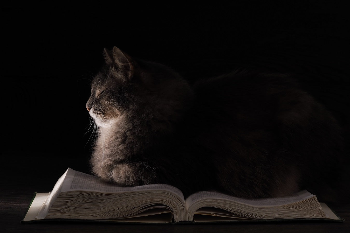 "Cat on a Book" Flexible Fridge Magnet, including the marker