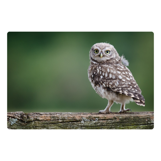 Owl - Peel & Stick Chalkboard, includes a chisel tip chalk marker