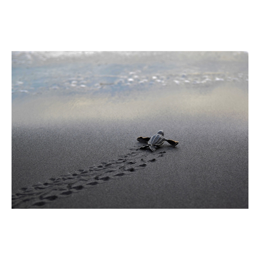 Baby Turtle - Peel & Stick Photo Chalkboard, includes a chisel tip chalk marker