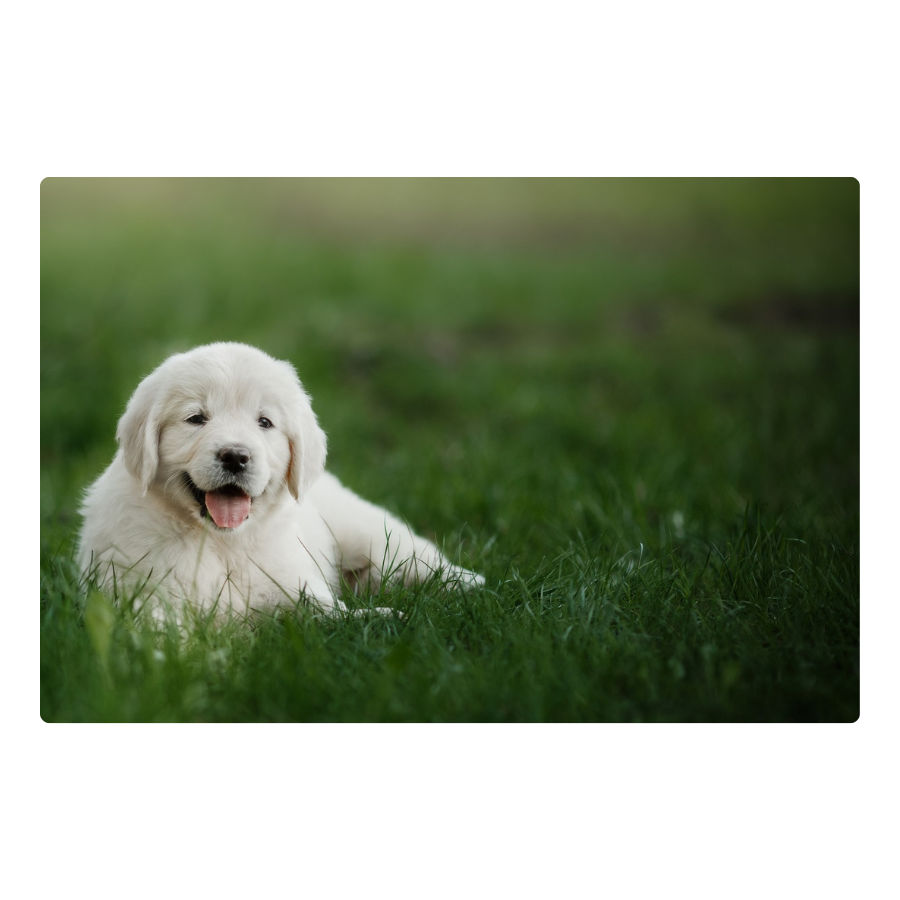 Golden Pup - Peel & Stick Photo Chalkboard, includes a chisel tip chalk marker