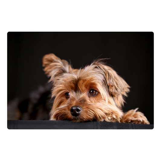Peeking Yorkie - Peel & Stick Photo Chalkboard, includes a chisel tip chalk marker