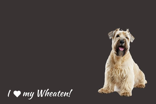 Wheaten Terrier