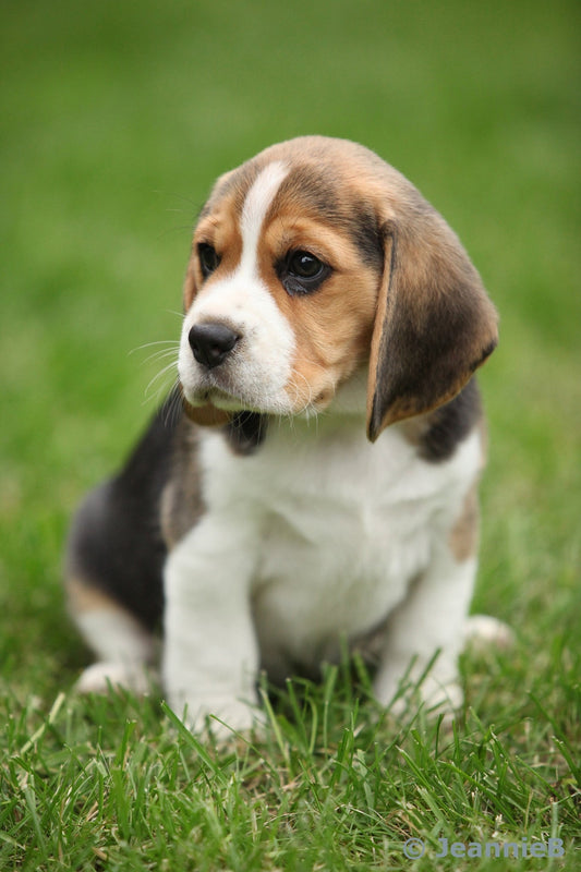 "Beagle Pup" PHOTO CHALKBOARD Includes Chalkboard, Chalk Marker and Stand