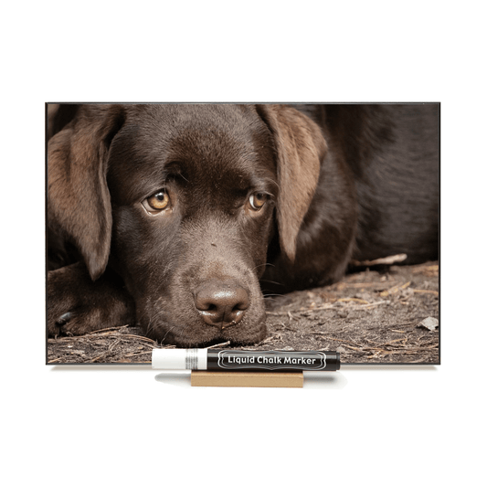 "Choco Lab Pup"  PHOTO CHALKBOARD Includes Chalkboard, Chalk Marker and Stand