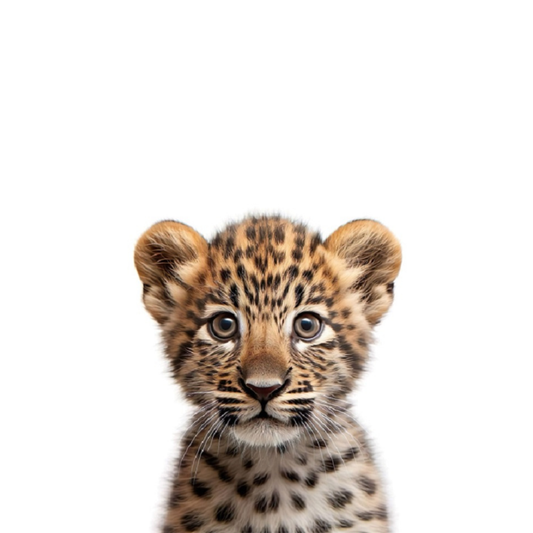 Baby Zoo Animals - Leopard