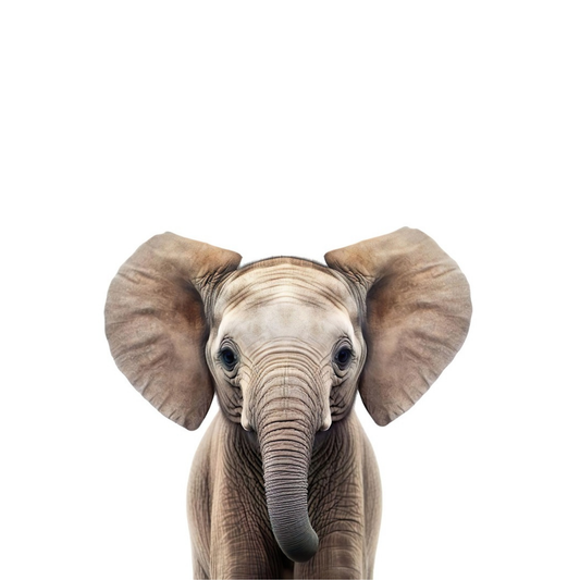 Baby Zoo Animals - Elephant