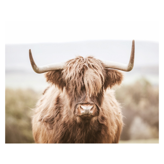 Highland Cow - Horizontal Sepia